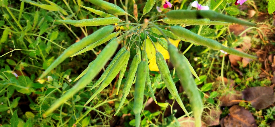 Senf baum blume anlage