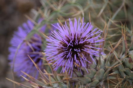 Purple beautiful flower nature Photo