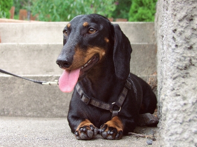 Hund haustier schwarz schön Foto