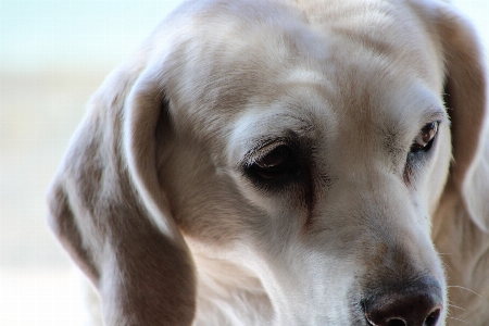 Foto Cachorro labrador retriever
