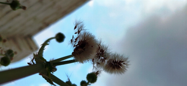 Foto Branco flor grama organismo