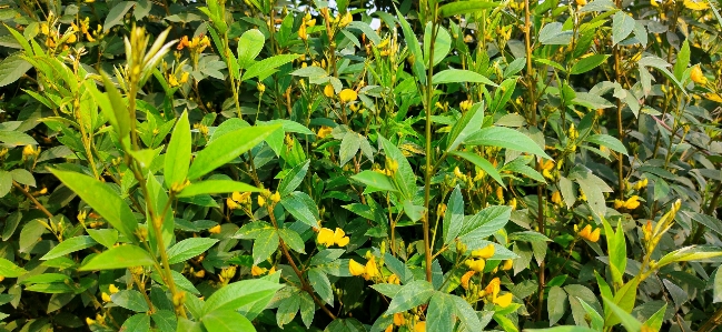 木 花 開花植物
 植物 写真