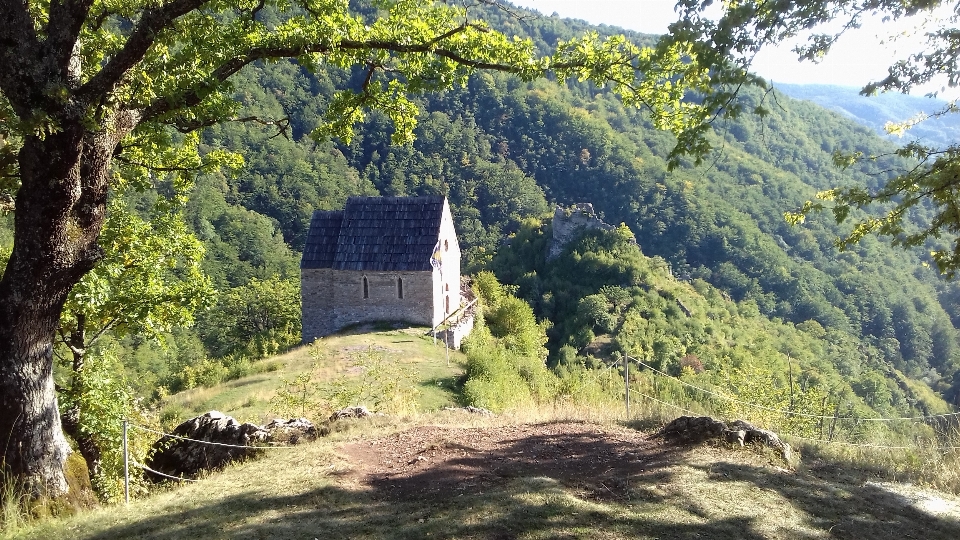 Baum natur sommer wald