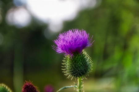 Foto Bunga rumput thistle rawa eropa
 thistle
