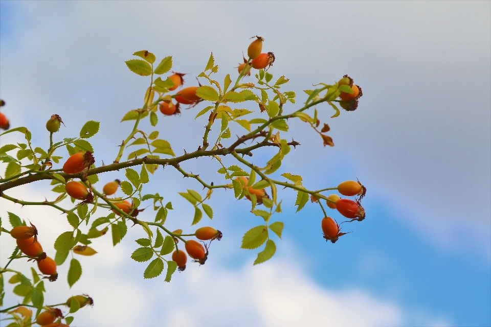 Rosehip flower plant branch