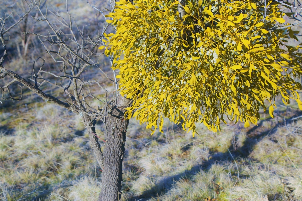 Pianta inverno natura albero