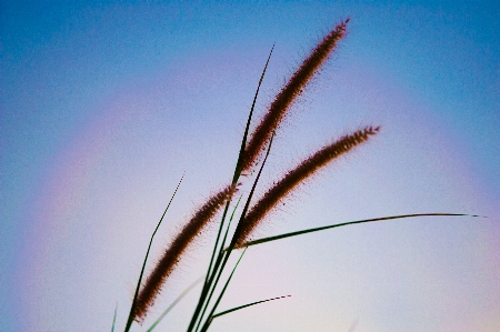 Flower sky grass plant Photo