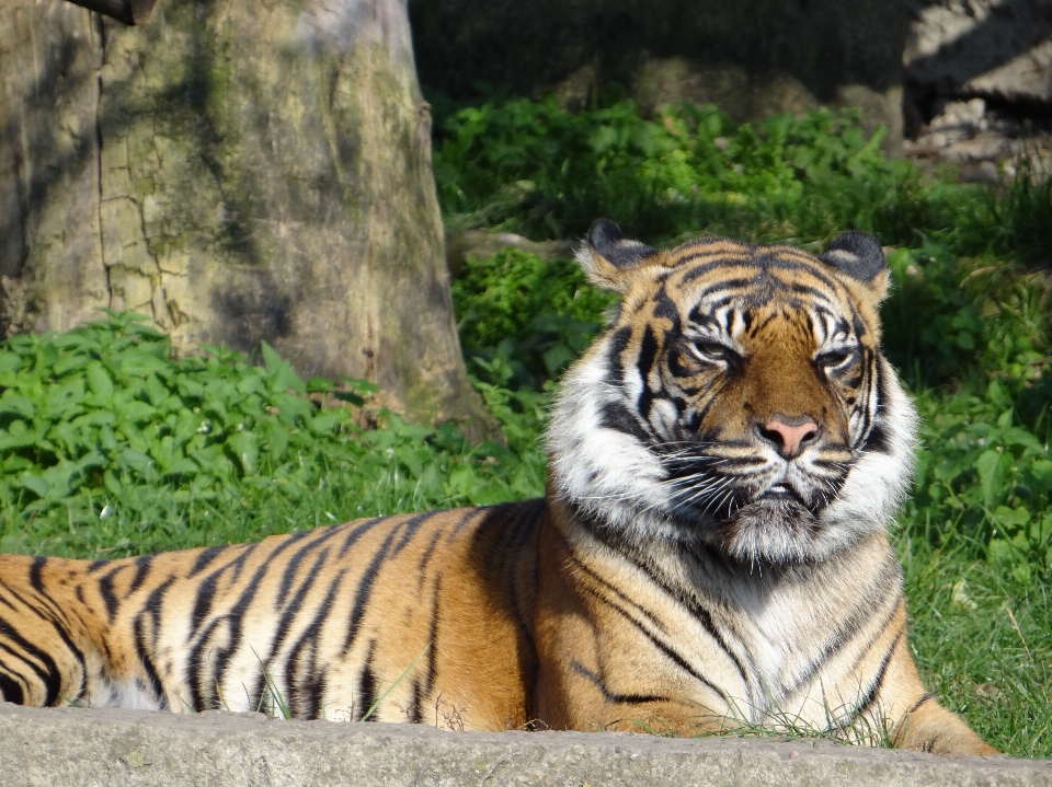 虎 動物園 ワルシャワ
 野生