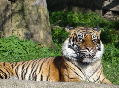 Foto Harimau kebun binatang warsawa
 liar