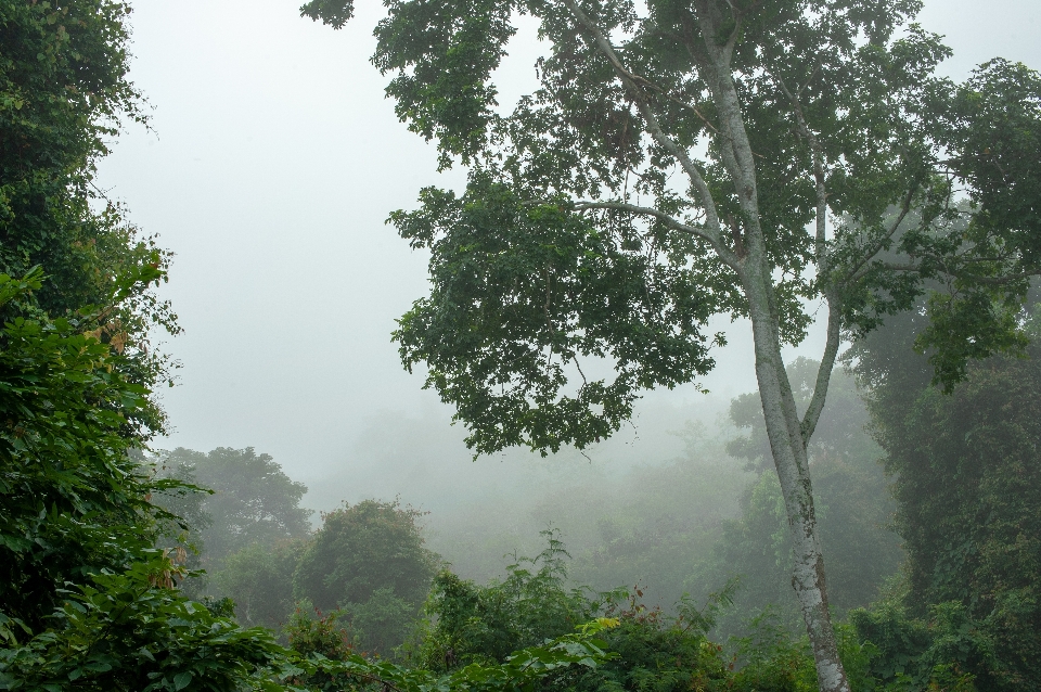 Scenery forestry atmospheric phenomenon tree