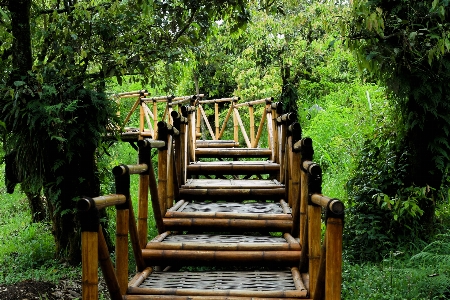 Forest bridge island green Photo