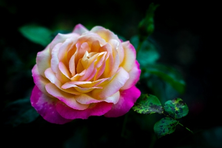 Yellow white magenta roses Photo