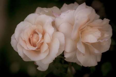 Foto Cru
 rosas flor planta com flor
