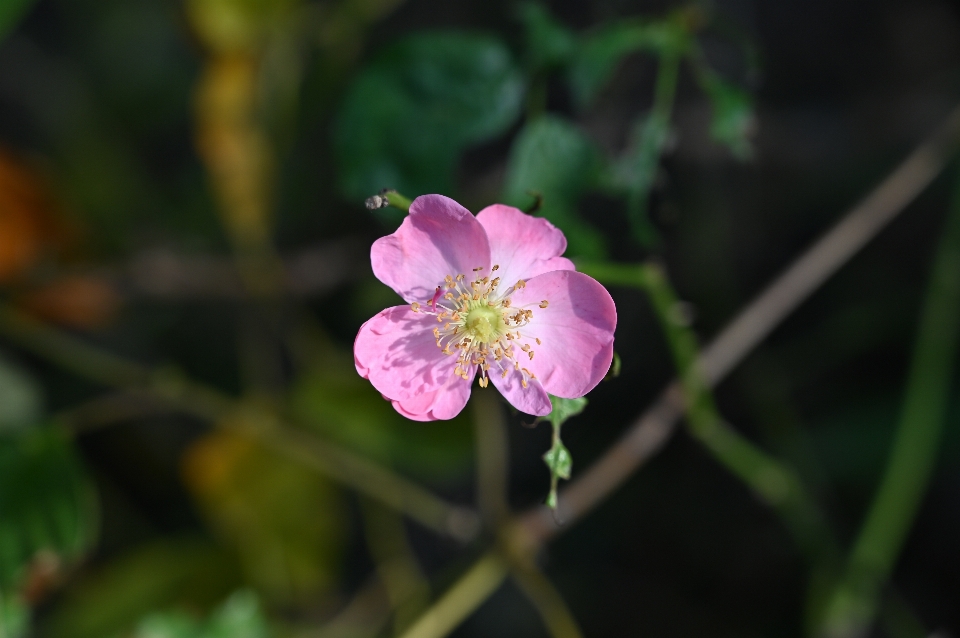 Fiore pianta fiorita
 petalo