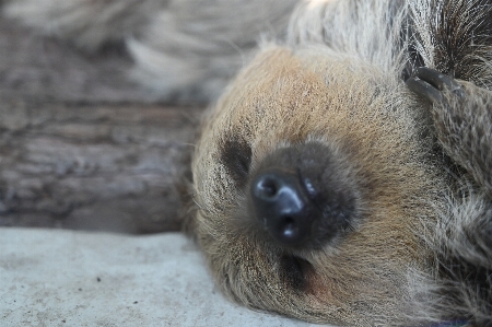 Comfortable snout three toed sloth Photo