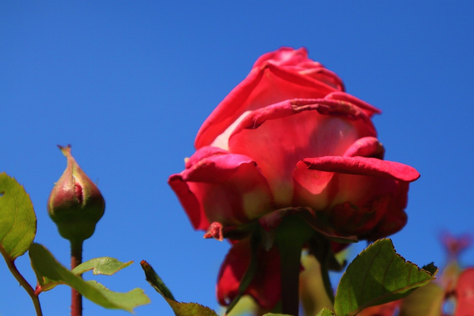 Flower rose spring nature