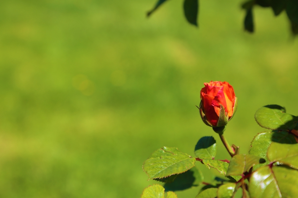 Fiore rosa primavera natura