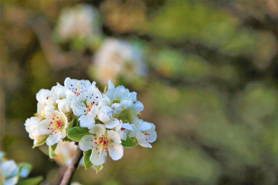 Flor primavera naturaleza árbol