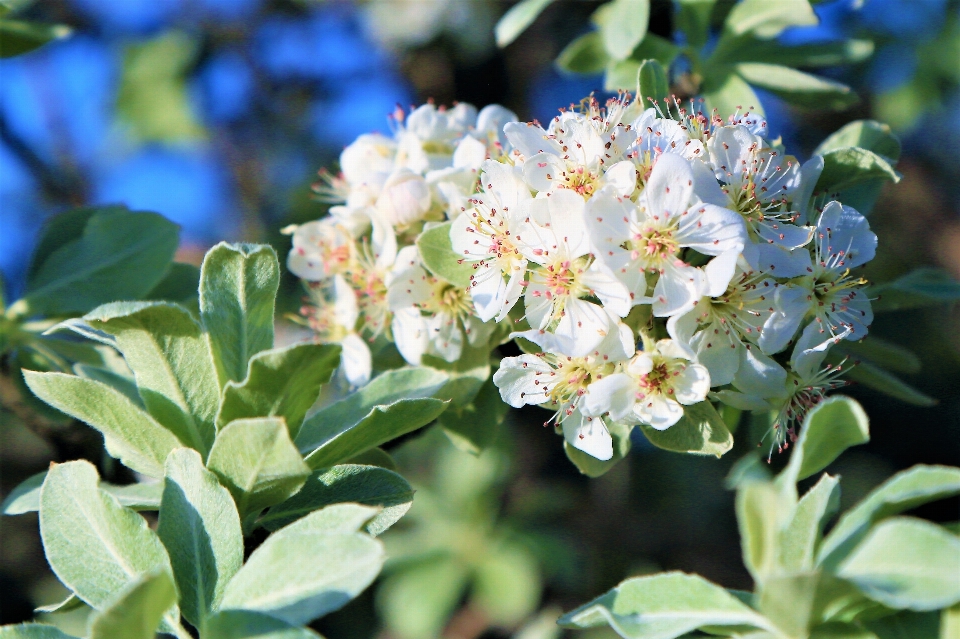 Fleur printemps nature arbre