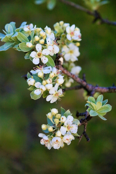 Flower spring nature tree