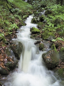 Stream spring forest water Photo