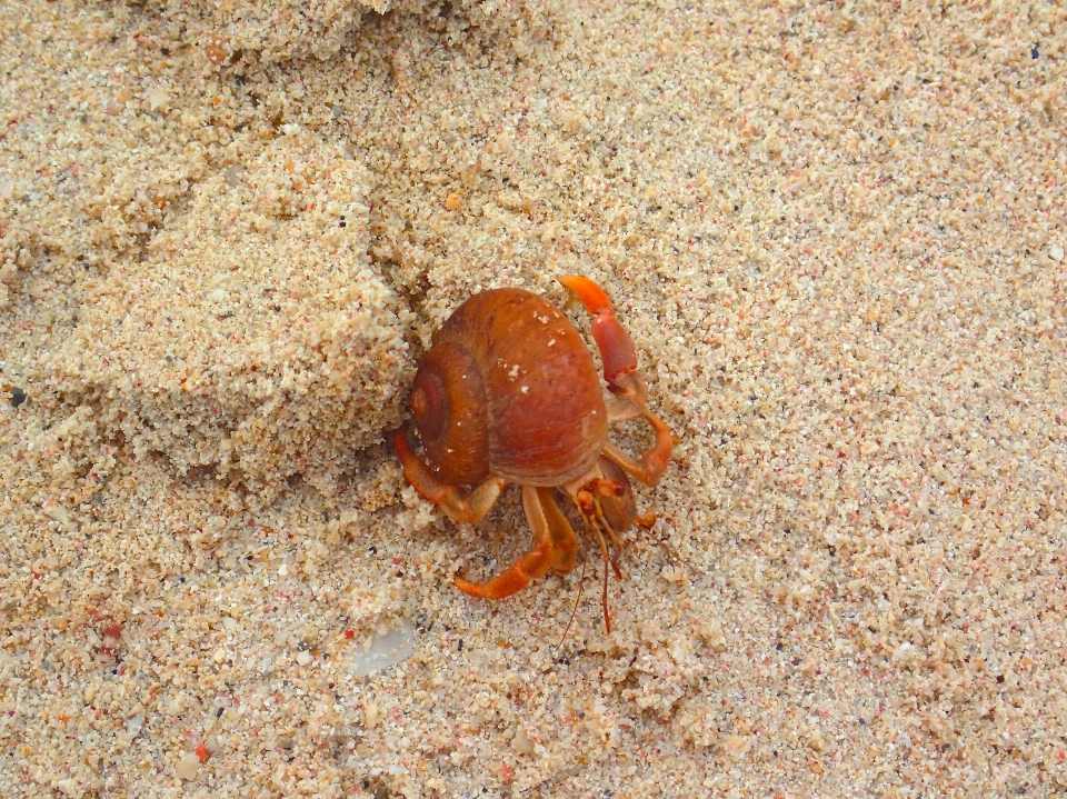 Sand beach crab snail insect