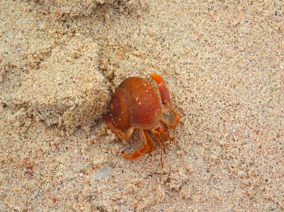 Foto Areia da praia
 caranguejo lesma inseto