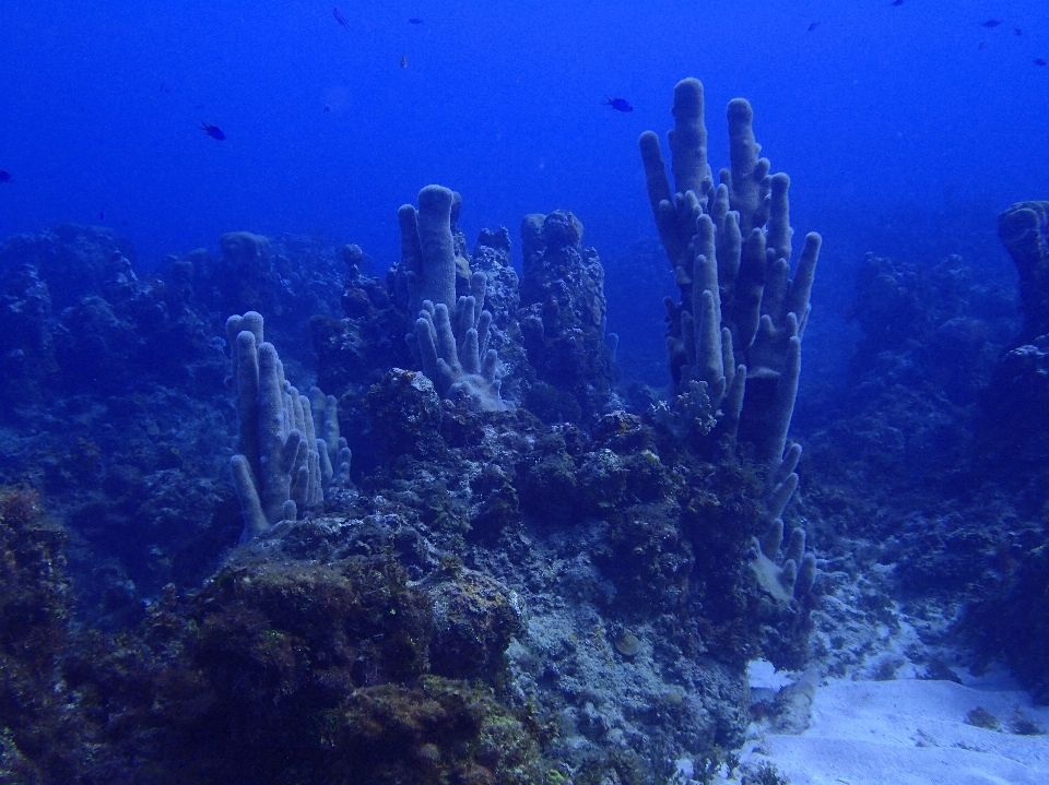 Escafandra autónoma bucear mar coral