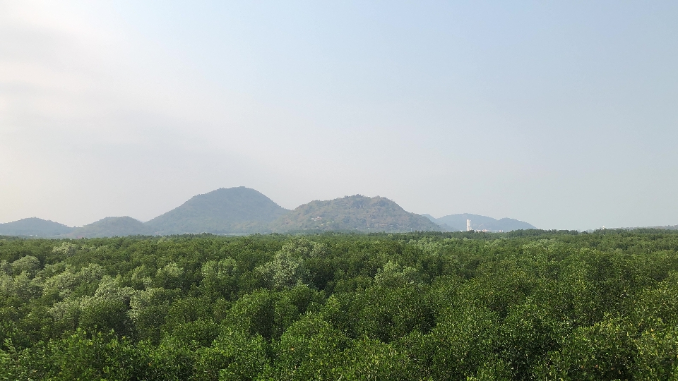 山 空 たくさんの木
 木