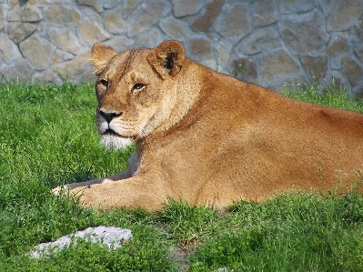 Foto Harimau satwa predator berbohong