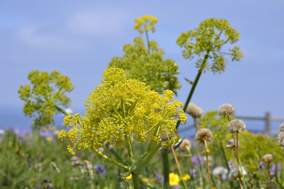 花 蜜蜂 自然 天空