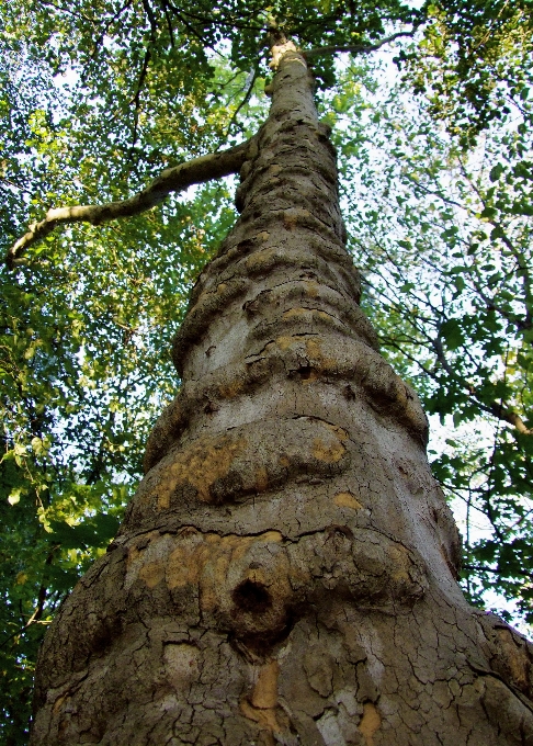 Albero alto tronco d'albero
 nodoso
