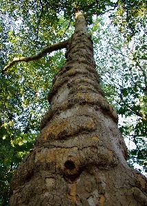 Tree tall trunk gnarled Photo