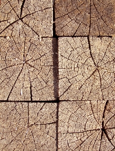 Tree stump beam veins Photo