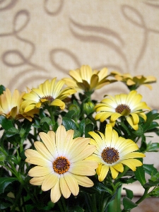 Flowers yellow bunch ornate background Photo