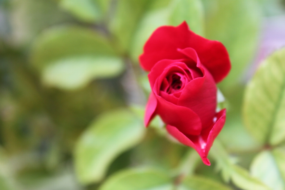 赤 薔薇 花 開花植物
