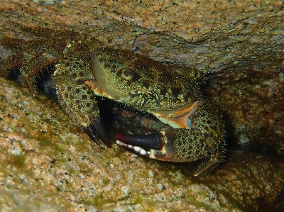 Sardenha sea sand underwater Photo