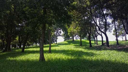 自然 自然の風景
 木 緑 写真