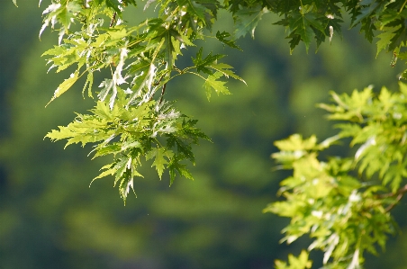 Photo Arbre feuille vert usine