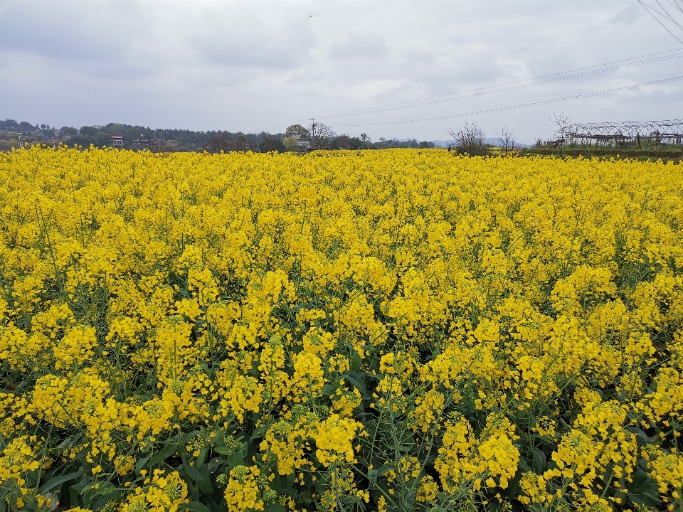 Flowers flowering plant rapeseed mustard