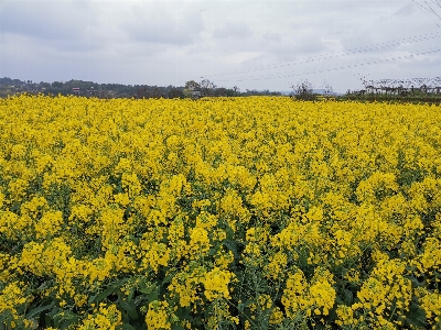 Foto Bunga-bunga tanaman berbunga
 rapeseed moster