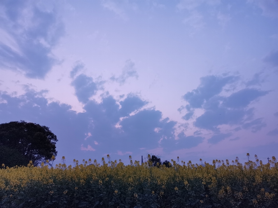 Flowers sky blue cloud