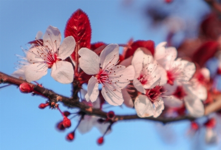 Cherry pissardii flower branch Photo