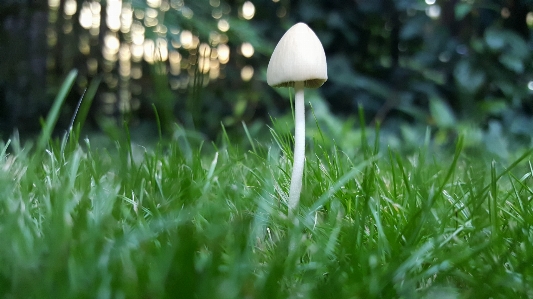 Small mushroom garden white Photo