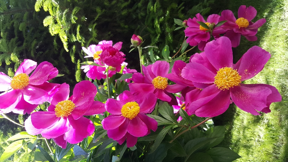 Peony pink contrast sunlight