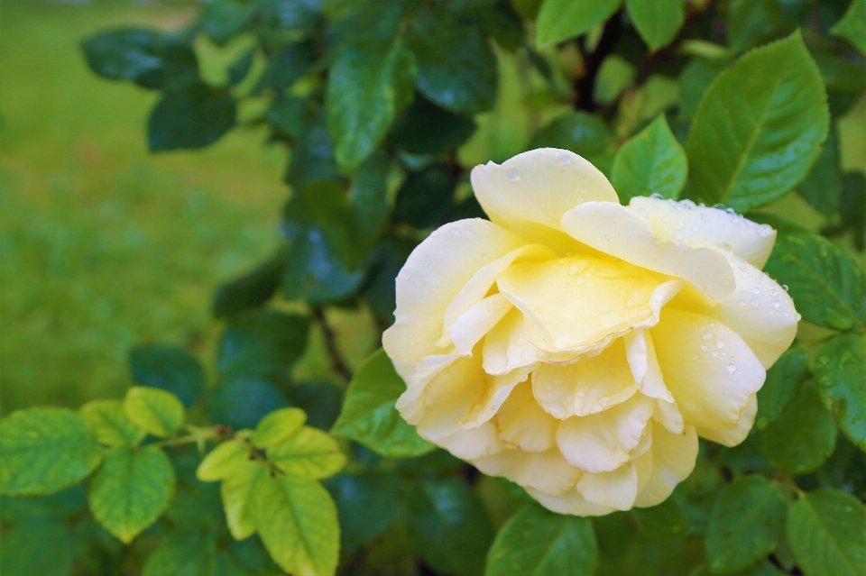 Rose printemps fleur nature