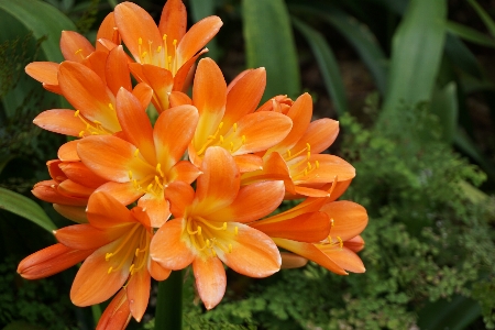 Flower blossom orange yellow Photo