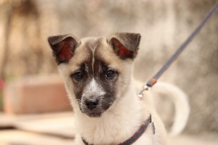 Hund säugetier wirbeltier
 hunderasse
 Foto