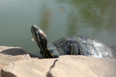 Animals turtle reptile pond Photo