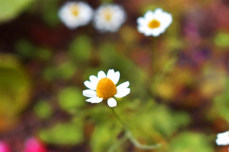 Daisy flower plant fresh Photo